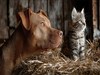 Barn Protecters