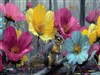 Flowers and a Squirrel