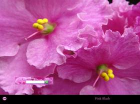 African Violet ~ Pink Blush