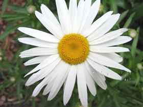 Daisy love.. #Spring10