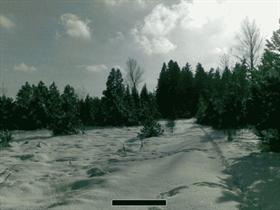 Snowy Forrest