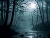 dark misty forest