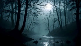 dark misty forest