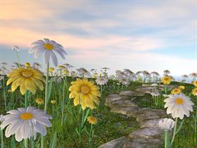 Daisy Field