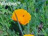 WinXp Flower Boot