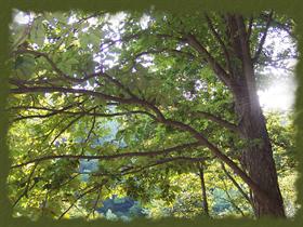 Light Through the Trees