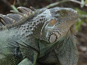 Iguana