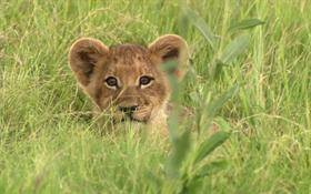 Lion Cub