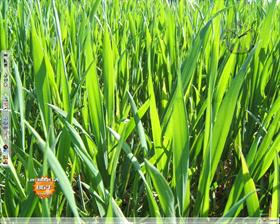 White Grassy Vista