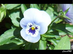 Blue Flower