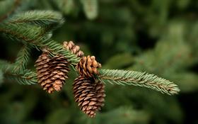 Pinecones