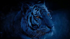 Blue Fog Tiger