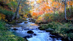 Nice Autumn Forest Stream