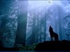 Misty Wolf Moon Night ws