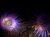 Amazing Sea Life