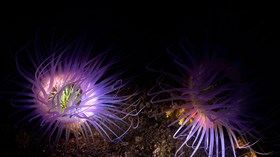 Amazing Sea Life