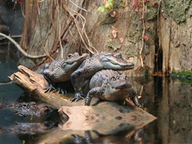Gator_Pileup