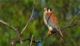 American Kestrel