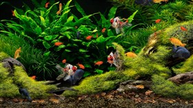 4K Kool Aquarium X