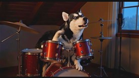 4K Drummer Husky wMusic