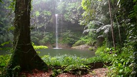 Rainforest Falls