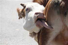 Cow