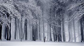 Foggy Winterforest