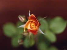 Rose-01