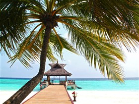 Beach Dock with Palm Tree