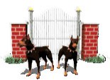 Dobermans