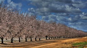 Almond Trees