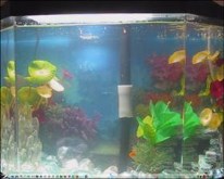 My Fish tank 2