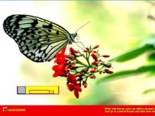 FlyingBeauty.logonxp