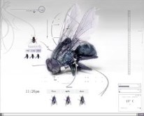 Flys