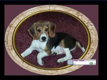 Sweet Beagle Pup