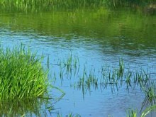 Spring Day Puddle