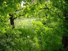 Window to a Meadow