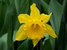 A Daffodil