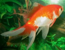 RedCap Goldfish