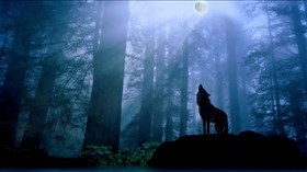 Misty Wolf Moon Night ws