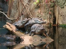 Gator_Pileup