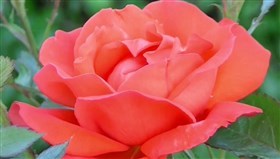 Blooming_Rose