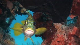 Yellow-ribbon Sweetlips 
