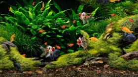 4K Kool Aquarium X