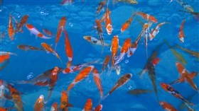 Koi Pool