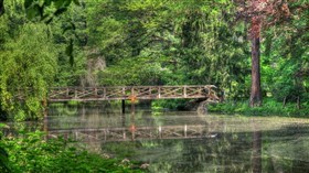 Forest Bridge