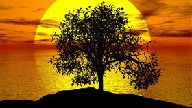 Sunset Tree HD