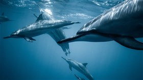 Pod of Dolphins