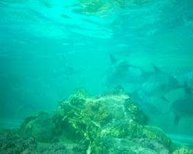 dolphin