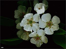 Pear Blossoms